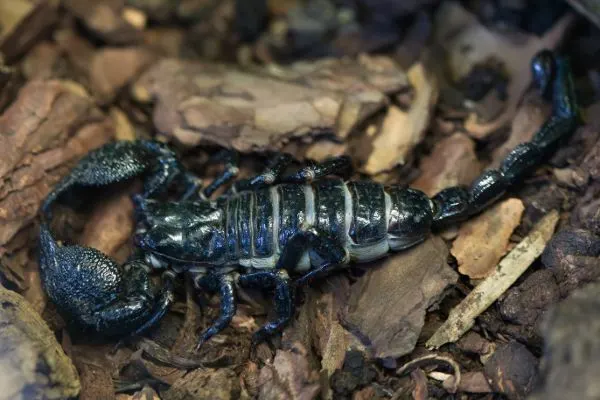 Emperor Scorpion (Pandinus imperator) on wood chips