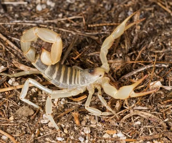 Giant Desert Hairy Scorpion (Hadrurus arizonensis)