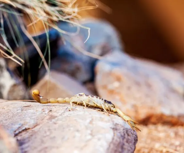 Giant Desert Hairy Scorpion (Hadrurus arizonensis) on stone