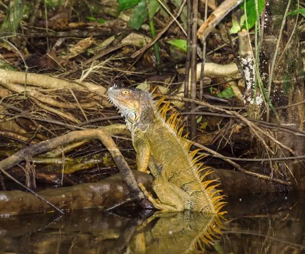 Green Iguana (Iguana Iguana) in Tortuguero National Park - Costa Rica