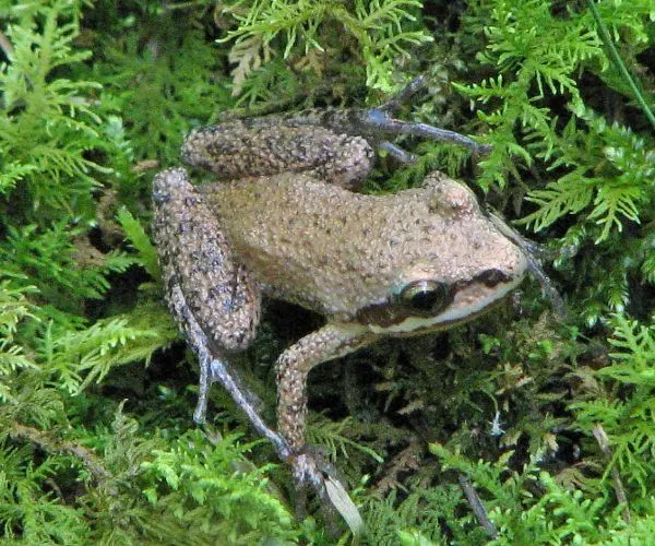 Mountain chorus frog - (Pseudacris brachyphona) by Vicki DeLoach
