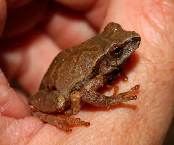 Northern Spring Peeper (Pseudacris crucifer crucifer)