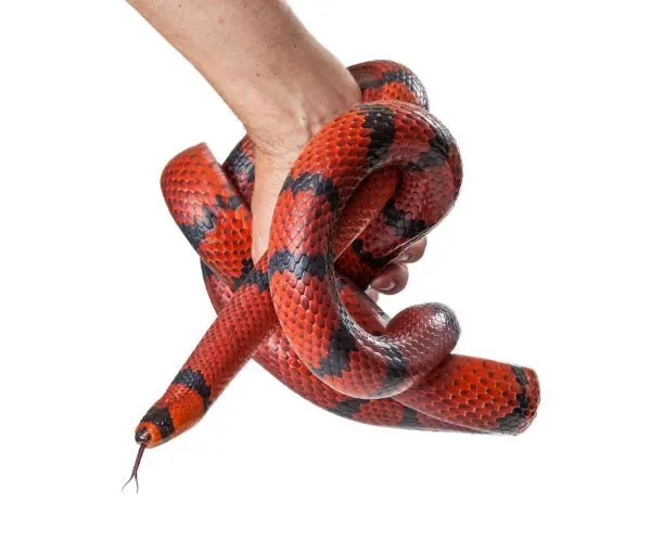 Red Milk Snake (Lampropeltis triangulum) wrapped around hand