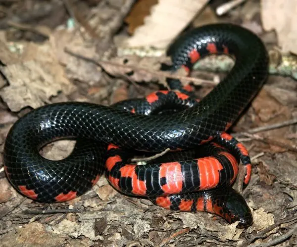 Red bellied mud snake in Illinois