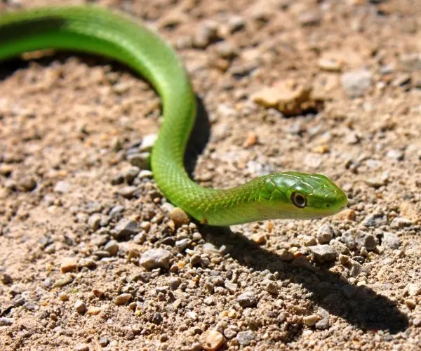 Rough Greensnake (Opheodrys aestivus)