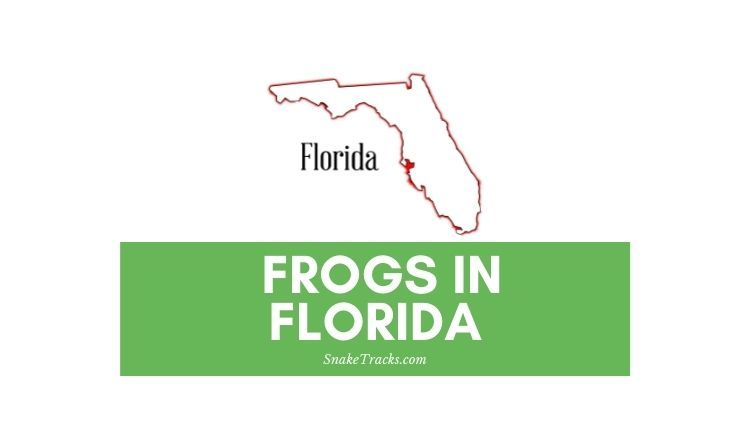 Frogs in Florida 1