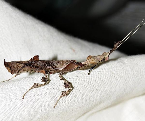 Ghost Mantis (Phyllocrania paradoxa)