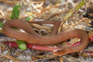 Mangrove Salt Marsh Snake (Nerodia clarkii compressicauda) by FWC