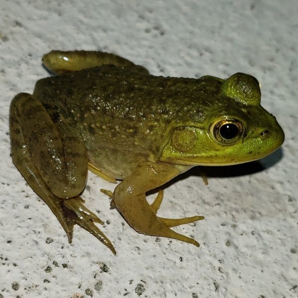 American Bullfrog (Lithobates catesbeiana) on painted concrete near Lutz Memorial Park, Lutz, Florida, USA