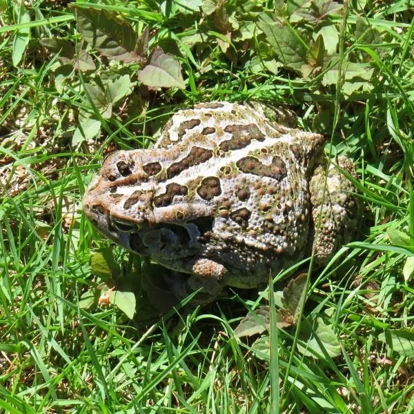 Fowlers Toad (Anaxyrus fowleri) in grass at the Great River Preserve in Bridgewater, Massachusetts, USA
