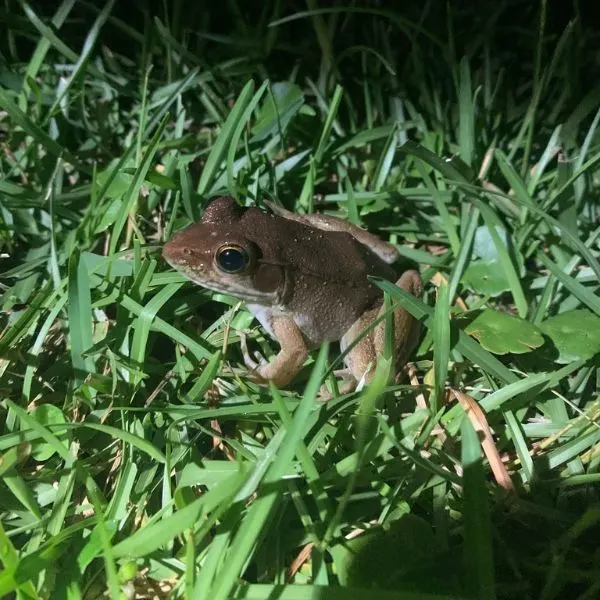 Green Frog (Lithobates clamitans) in the grass at Orange Beach, Florida, USA