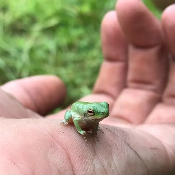 Green Treefrog (Hyla cinerea) on someone's hand near Edgar D. Whitcomb Nature Park and Retreat, Indiana, USA