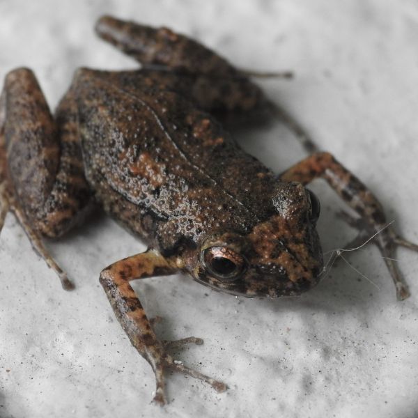 Greenhouse Frog (Eleutherodactylus planirostris) on a white surface by Lomon Bay, Englewood, Florida, USA