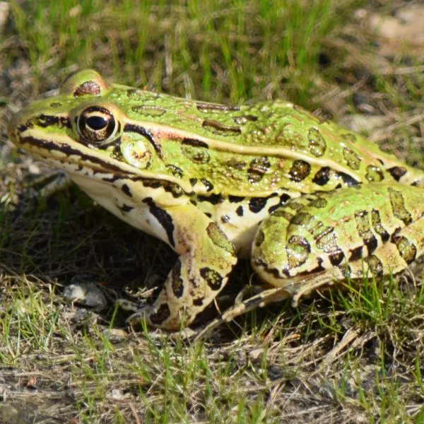 Northern Leopard Frog (Lithobates pipiens) in some grass near Eagle Marsh Nature Preserve, Allen County, Indiana, USA