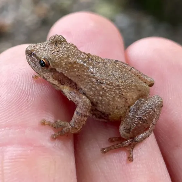Spring Peeper (Pseudacris crucifer) on someone's fingers off Dale Street in North Andover, Massachussetts, USA