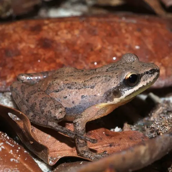 Upland Chorus Frog (Pseudacris feriarum) on some dry leaves and sand near Robert Brent Wma, LakeTalquin State Forest, Florida, USA