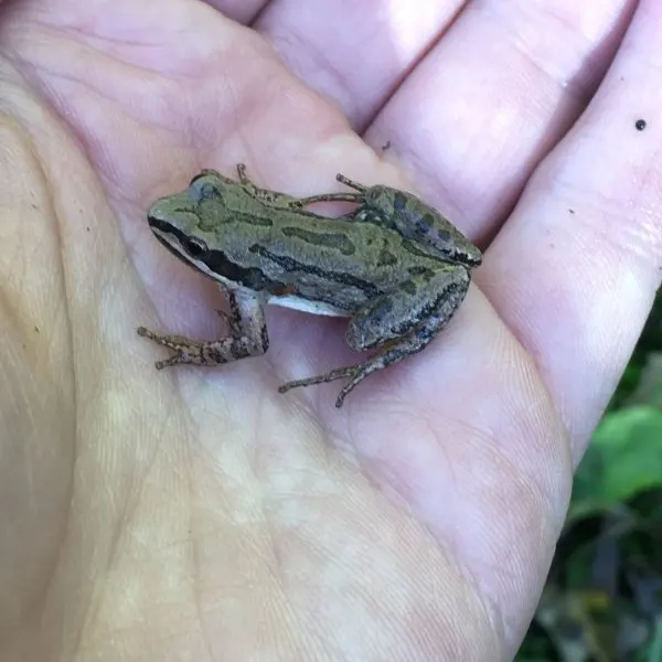 Western Chorus Frog (Pseudacris triseriata) on a hand somewhere in Atlanta, Indiana, USA