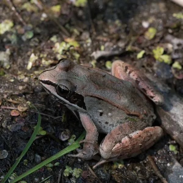 Wood Frog (Lithobates sylvaticus) in moist ground at Tamarac National Wildlife Refuge in Rochert, Minnesota, USA