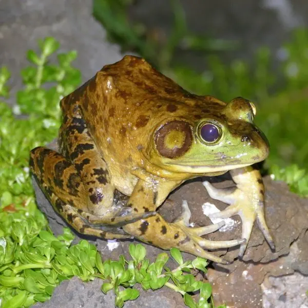 American Bullfrog (Lithobates catesbeianus) on a leafy dirt mound in Poipu, Koloa, Hawaii, USA