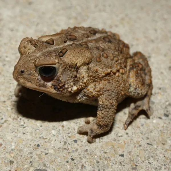 American Toad (Anaxyrus americanus) on sandy-grained concrete by Bromley Park, Ann Arbor, Michigan, USA