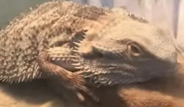Bearded Dragon turning white