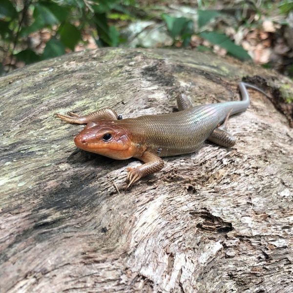 Broad-headed Skink (Plestiodon laticeps) on a treetrunk at Jacksonville Arboretum and Gardens, Jacksonville, Florida, USA