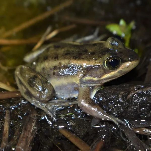 Carpenter Frog (Lithobates virgatipes) on a wet twig in Wharton State Forest, New Jersey, USA