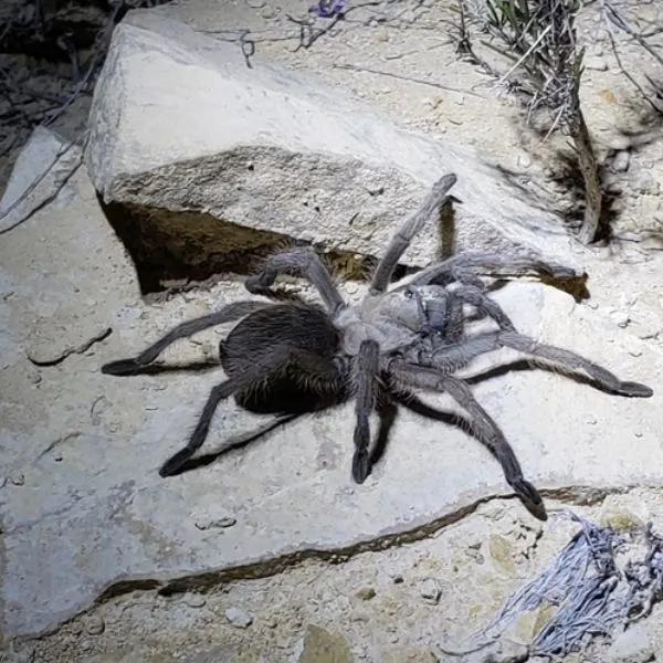 Chiricahuan Gray Tarantula (Aphonopelma Gabeli) on some dry desert rocks near Big Bend Ranch State Park, Alpine, Texas, USA