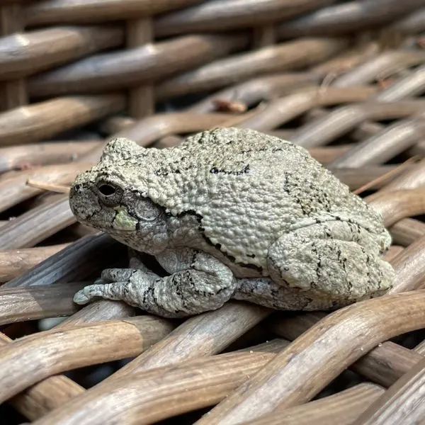 Gray Treefrog (Dryophytes versicolor) sitting on a rattan chair by East Lake, Grand Rapids, Michigan, USA