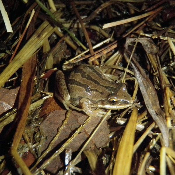 New Jersey Chorus Frog (Pseudacris Kalmi) in some wet straw and leaf by Lake Lenape Park West, Atlantic County, New Jersey, USA