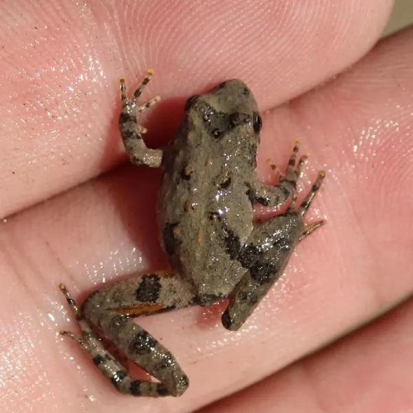 Northern Cricket Frog (Acris crepitans) on someone's fingers by Nottowat River, Waverly, Virginia, USA