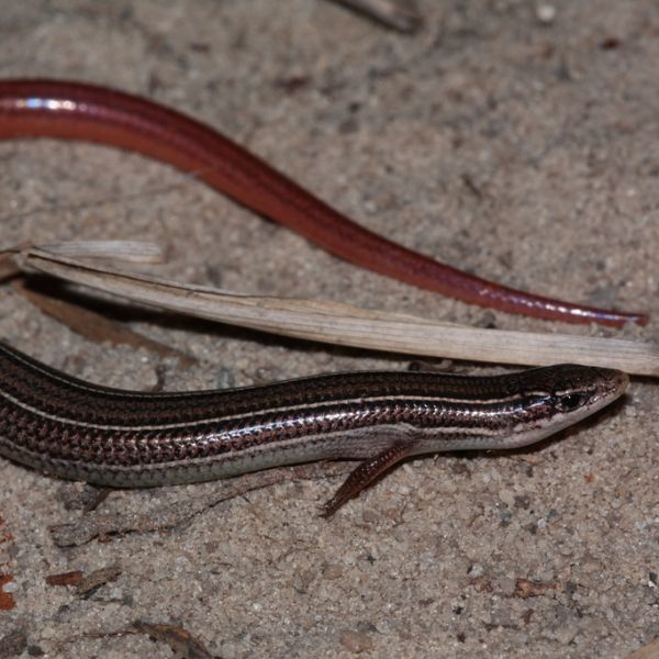 Northern Mole Skink (Plestiodon egregius similis) in sand among some leaves and straw by Lafayette Blue Springs State Park, Florida, USA