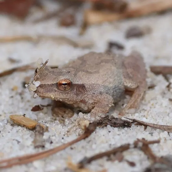 Northern Spring Peeper (Pseudacris crucifer) in white sand by McCarthys Lakes, Franklin, New Jersey, USA