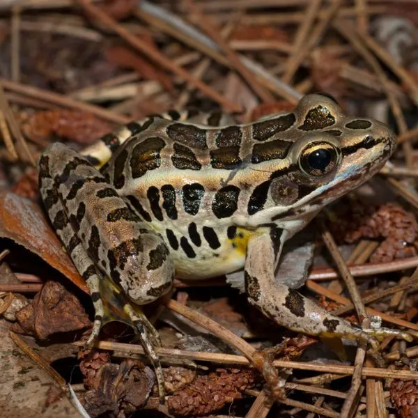 Pickerel Frog (Lithobates palustris) on some twigs and leaves in dirt by Cherry Hill Nature Reserve, Michigan, USA