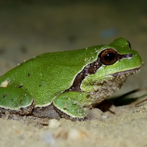 Pine Barrens Treefrog (Dryophytes andersonii) in sand somewhere in Cambell, New Jersey, USA