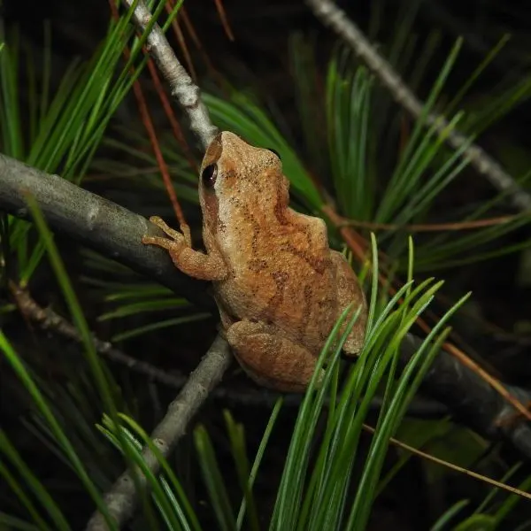 Spring Peeper (Pseudacris crucifer) on a pinetree twig at Whitefish Point, Chippewa County, Michigan, USA