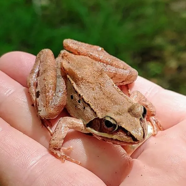 Wood Frog (Lithobates sylvaticus) resting on someone's hands at Delaware Water Gap National Recreation Center, New Jersey, USA