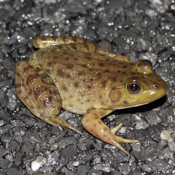 American Bullfrog (Lithobates catesbeianus) on some cobblestone near Cobble Park, Salisbury, Connecticut, USA