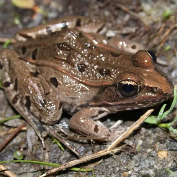 Atlantic Coast Leopard Frog (Lithobates kauffeldi) on straw and dirt off Creek Road, Emporia, Virginia, USA