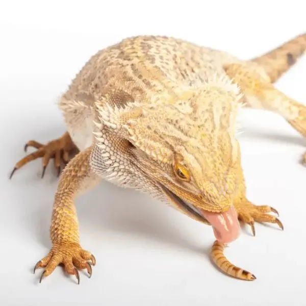 Bearded Dragon eating Pinworms