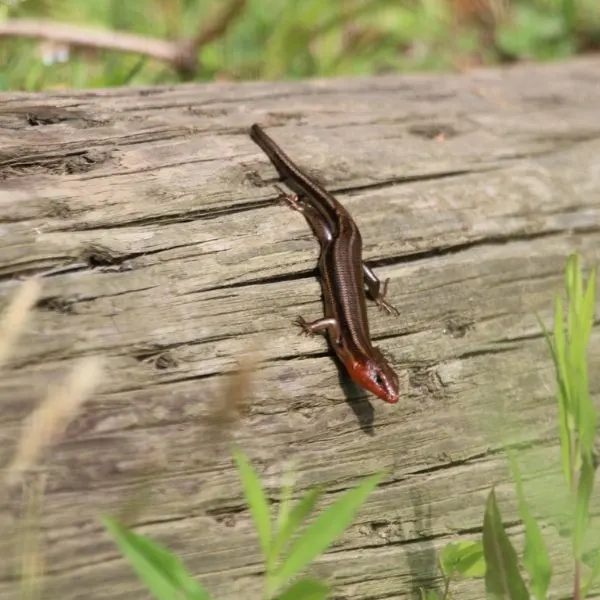 Broad-headed Skink (Plestiodon laticeps) climbing a log in grass near Patuxent River, North Laurel, Maryland, USA