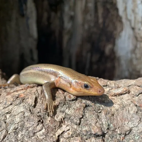 Broad-headed Skink (Plestiodon laticeps) climbing a rocky surface near Missouri River, Jefferson City, Missouri, USA