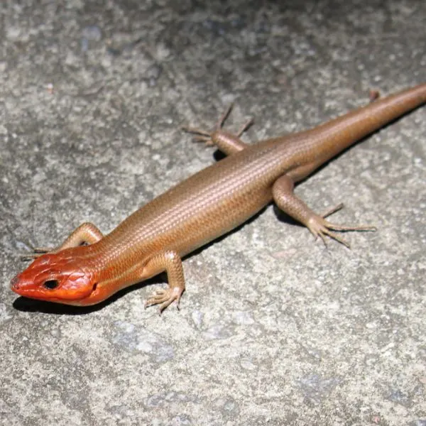 Broad-headed Skink (Plestiodon laticeps) on a rock at Riverbanks Zoo and Garden, Columbia, South Carolina, USA