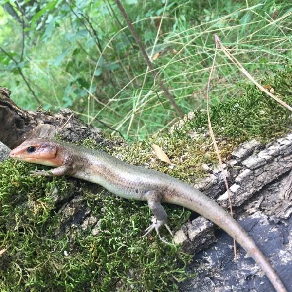 Broad-headed Skink (Plestiodon laticeps) on an overgrown log near Briscoe Park, Snellville, Georgia, USA