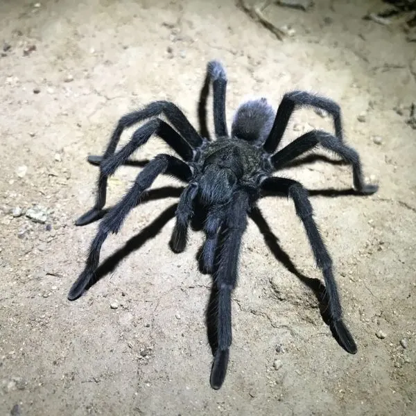 Chiricuhuan Gray Tarantula (Aphonopelma gabeli) on arid land near Florida Mountains Wilderness Study Area, Deming, New Mexico, USA