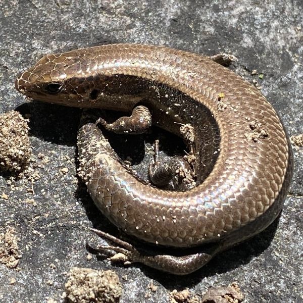 Coal Skink (Plestiodon anthracinus) curled up in a rock at Carvins Cove National Reserve, Salem, Virginia, USA