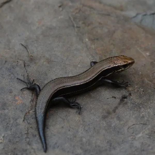 Coal Skink (Plestiodon anthracinus) on a rock at the Tanglewood Nature Center, New York, USA