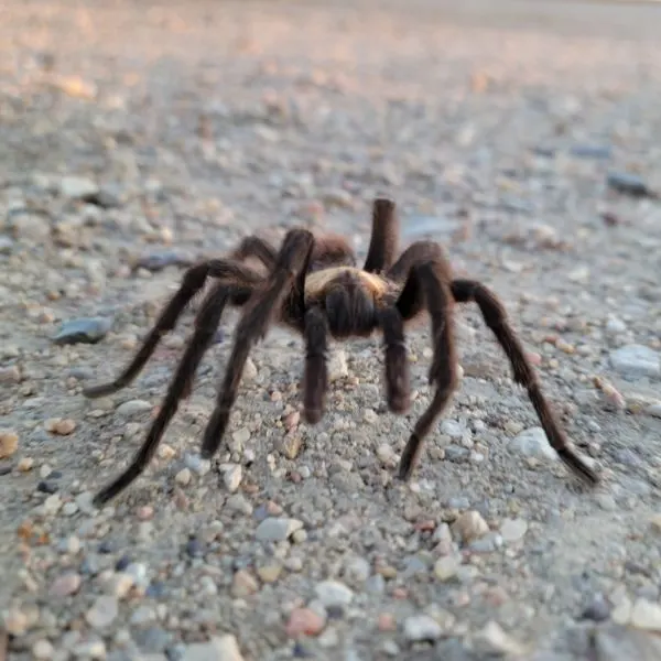 Colorado Chocolate Brown Tarantula (Aphonopelma hentzi) on arid, pebbly ground somewhere in Caddoa, Colorado, USA