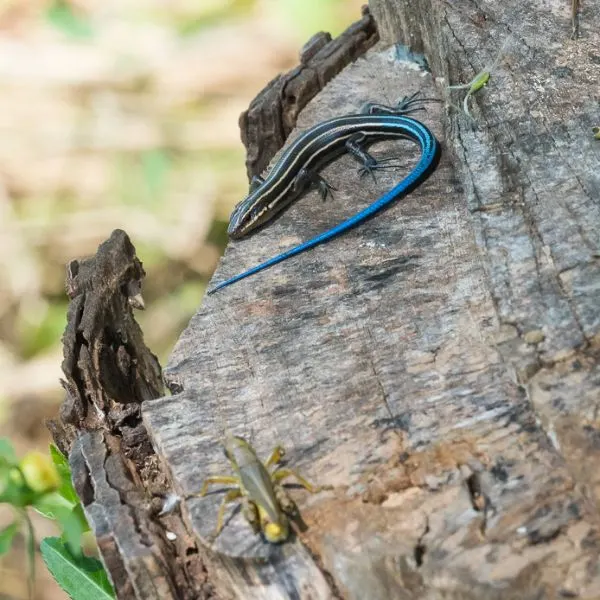 Common Five-lined Skink (Plestiodon fasciatus) on a chopped trunk near Hidden Creek Horse Farm, South Carolina, USA