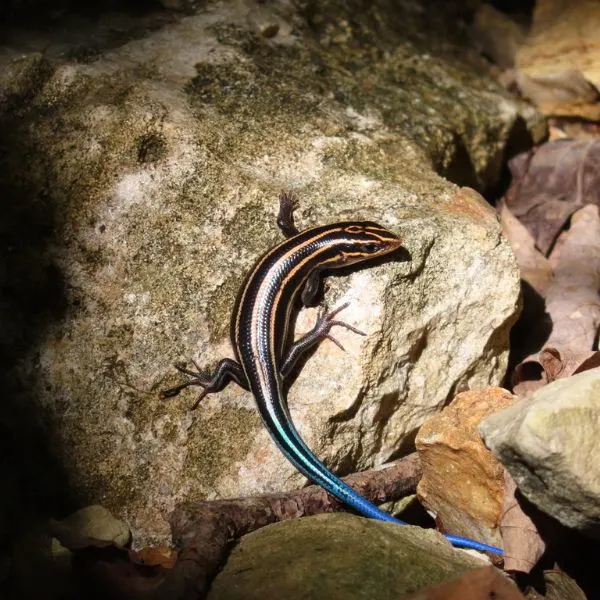 Common Five-lined Skink (Plestiodon fasciatus) on a rock in the sunlight near Victoria Glades Conservation Area, De Soto, Missouri, USA